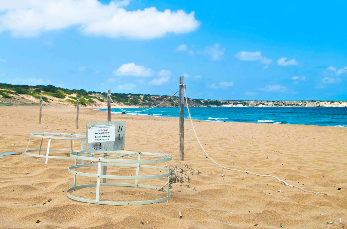 turtle protection beach north cyprus